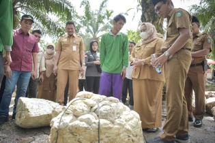 Tingkatkan Subsektor Perkebunan, Bupati Bengkalis Kasmarni Canangkan Gerakan Bokar Bersih 